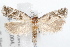  ( - 09-JBTOR-1251)  @13 [ ] CreativeCommons - Attribution (2010) Unspecified Centre for Biodiversity Genomics