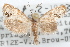  (Pelochrista fratruelis - 09-JBTOR-1253)  @11 [ ] CreativeCommons - Attribution (2010) Unspecified Centre for Biodiversity Genomics