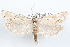  (Pelochrista perpropinqua - 09-JBTOR-1258)  @14 [ ] CreativeCommons - Attribution (2010) Unspecified Centre for Biodiversity Genomics