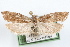  ( - 09-JBTOR-1266)  @13 [ ] CreativeCommons - Attribution (2010) Unspecified Centre for Biodiversity Genomics