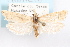  (Eucosma clarkei - 09-JBTOR-1273)  @12 [ ] CreativeCommons - Attribution (2010) Unspecified Centre for Biodiversity Genomics