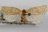  ( - 09-JBTOR-0874)  @11 [ ] CreativeCommons - Attribution (2010) Unspecified Centre for Biodiversity Genomics