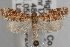  ( - 09-JBTOR-0886)  @11 [ ] CreativeCommons - Attribution (2010) Unspecified Centre for Biodiversity Genomics