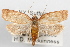  (Sparganothis mcguinnessi - 09-JBTOR-0939)  @14 [ ] CreativeCommons - Attribution (2010) Unspecified Centre for Biodiversity Genomics