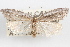  ( - 09-JBTOR-0960)  @11 [ ] CreativeCommons - Attribution (2010) Unspecified Centre for Biodiversity Genomics