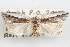  ( - 09-JBTOR-0961)  @11 [ ] CreativeCommons - Attribution (2010) Unspecified Centre for Biodiversity Genomics