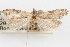  (Anopina eleonora - 09-JBTOR-0983)  @11 [ ] CreativeCommons - Attribution (2010) Unspecified Centre for Biodiversity Genomics