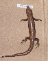  ( - KUZ R61536)  @13 [ ] CreativeCommons - Attribution Non-Commercial Share-Alike (2009) Taku Okamoto Kyoto University