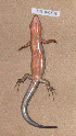  ( - KUZ R61536)  @13 [ ] CreativeCommons - Attribution Non-Commercial Share-Alike (2009) Taku Okamoto Kyoto University