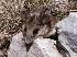  (Peromyscus bullatus - ENCB 15062)  @11 [ ] Unspecified (default): All Rights Reserved  Unspecified Unspecified
