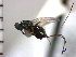  (Torymus bicoloratus - Tbic-Dbi 1)  @11 [ ] No Rights Reserved  Unspecified Unspecified