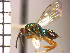  (Torymus magnificus - Tmag-Dra 3)  @11 [ ] No Rights Reserved  Unspecified Unspecified