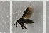  (Dilophus sp. LOH_2 - NHMO-DAR-5748)  @11 [ ] CreativeCommons - Attribution Non-Commercial Share-Alike (2015) Unspecified University of Oslo, Natural History Museum