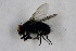  ( - NHMO-DAR-11525)  @11 [ ] CreativeCommons - Attribution Non-Commercial Share-Alike (2016) Unspecified University of Oslo, Natural History Museum