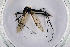  ( - NHMO-DAR-11526)  @11 [ ] CreativeCommons - Attribution Non-Commercial Share-Alike (2016) Unspecified University of Oslo, Natural History Museum