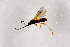  (Proctotrupes - NHMO-DAR-11607)  @13 [ ] CreativeCommons - Attribution Non-Commercial Share-Alike (2016) Unspecified University of Oslo, Natural History Museum