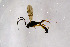  ( - NHMO-DAR-11624)  @11 [ ] CreativeCommons - Attribution Non-Commercial Share-Alike (2016) Unspecified University of Oslo, Natural History Museum