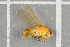  ( - NHMO-DAR-5681)  @12 [ ] CreativeCommons - Attribution Non-Commercial Share-Alike (2015) Unspecified University of Oslo, Natural History Museum
