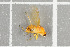  ( - NHMO-DAR-5682)  @12 [ ] CreativeCommons - Attribution Non-Commercial Share-Alike (2015) Unspecified University of Oslo, Natural History Museum