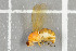 ( - NHMO-DAR-5677)  @13 [ ] CreativeCommons - Attribution Non-Commercial Share-Alike (2015) Unspecified University of Oslo, Natural History Museum