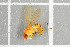  ( - NHMO-DAR-5693)  @12 [ ] CreativeCommons - Attribution Non-Commercial Share-Alike (2015) Unspecified University of Oslo, Natural History Museum
