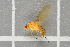  ( - NHMO-DAR-5710)  @12 [ ] CreativeCommons - Attribution Non-Commercial Share-Alike (2015) Unspecified University of Oslo, Natural History Museum