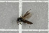  (Dilophus febrilis - NHMO-DAR-5711)  @12 [ ] CreativeCommons - Attribution Non-Commercial Share-Alike (2015) Unspecified University of Oslo, Natural History Museum