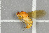  ( - NHMO-DAR-5726)  @12 [ ] CreativeCommons - Attribution Non-Commercial Share-Alike (2015) Unspecified University of Oslo, Natural History Museum