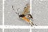  ( - NHMO-DAR-5826)  @14 [ ] CreativeCommons - Attribution Non-Commercial Share-Alike (2015) Unspecified University of Oslo, Natural History Museum