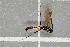  ( - NHMO-DAR-5828)  @12 [ ] CreativeCommons - Attribution Non-Commercial Share-Alike (2015) Unspecified University of Oslo, Natural History Museum