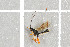  ( - NHMO-DAR-5772)  @12 [ ] CreativeCommons - Attribution Non-Commercial Share-Alike (2015) Unspecified University of Oslo, Natural History Museum