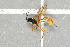  ( - NHMO-DAR-5759)  @12 [ ] CreativeCommons - Attribution Non-Commercial Share-Alike (2015) Unspecified University of Oslo, Natural History Museum