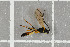  ( - NHMO-DAR-5795)  @12 [ ] CreativeCommons - Attribution Non-Commercial Share-Alike (2015) Unspecified University of Oslo, Natural History Museum