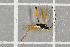  ( - NHMO-DAR-5782)  @13 [ ] CreativeCommons - Attribution Non-Commercial Share-Alike (2015) Unspecified University of Oslo, Natural History Museum