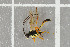  ( - NHMO-DAR-5783)  @13 [ ] CreativeCommons - Attribution Non-Commercial Share-Alike (2015) Unspecified University of Oslo, Natural History Museum