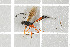  ( - NHMO-DAR-5784)  @13 [ ] CreativeCommons - Attribution Non-Commercial Share-Alike (2015) Unspecified University of Oslo, Natural History Museum