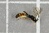  ( - NHMO-DAR-5785)  @14 [ ] CreativeCommons - Attribution Non-Commercial Share-Alike (2015) Unspecified University of Oslo, Natural History Museum