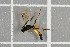  ( - NHMO-DAR-5817)  @13 [ ] CreativeCommons - Attribution Non-Commercial Share-Alike (2015) Unspecified University of Oslo, Natural History Museum