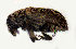  (Xylechinus bergeri - NK1905)  @11 [ ] Copyright (2022) Natalia Kirichenko, Anton Efremenko Sukachev Institute of Forest SB RAS