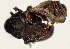  (Sphaerotrypes imitans - NK1908)  @11 [ ] Copyright (2022) Natalia Kirichenko, Anton Efremenko Sukachev Institute of Forest SB RAS