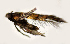  ( - NK1929)  @11 [ ] Copyright (2022) Natalia Kirichenko, Anton Efremenko Sukachev Institute of Forest SB RAS