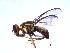  (Bactrocera abscondita - TEPH-0142)  @13 [ ] CreativeCommons - Attribution (2008) Unspecified Centre for Biodiversity Genomics
