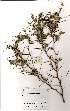  (Acacia haematoxylon - OM1069)  @13 [ ] No Rights Reserved  Unspecified Unspecified
