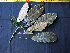  ( - K1353_B3)  @11 [ ] CreativeCommons - Attribution Non-Commercial Share-Alike (2019) Varun Swamy San Diego Zoo Global