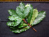  ( - K1353_F4)  @11 [ ] CreativeCommons - Attribution Non-Commercial Share-Alike (2019) Varun Swamy San Diego Zoo Global