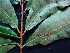 ( - K1353_F4)  @11 [ ] CreativeCommons - Attribution Non-Commercial Share-Alike (2019) Varun Swamy San Diego Zoo Global