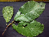  ( - K1353_H4)  @11 [ ] CreativeCommons - Attribution Non-Commercial Share-Alike (2019) Varun Swamy San Diego Zoo Global