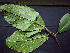  ( - K1353_H4)  @11 [ ] CreativeCommons - Attribution Non-Commercial Share-Alike (2019) Varun Swamy San Diego Zoo Global