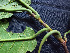 ( - K1353_H4)  @11 [ ] CreativeCommons - Attribution Non-Commercial Share-Alike (2019) Varun Swamy San Diego Zoo Global