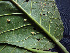  ( - K1353_H4)  @11 [ ] CreativeCommons - Attribution Non-Commercial Share-Alike (2019) Varun Swamy San Diego Zoo Global